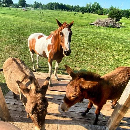 Tiny Cabin At The Donkeyranch Medicine Park ภายนอก รูปภาพ